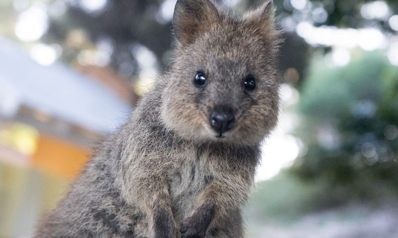 A curious quokka looking directly at you.